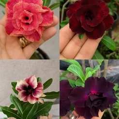 ✨ Sementes de Rosa do Deserto – 50 Unidades com Variedade de Cores e Camadas!