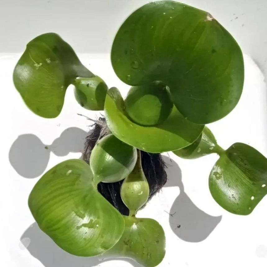 Kit 5 Aguapé  Aquática Aguapé Eichornia Crassipes P/ Aquário