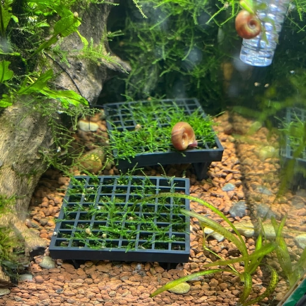 Suporte Fixador de Musgo  Aquário Plantado - 2 Partes Encaixáveis - Java Moss Christmas Moss