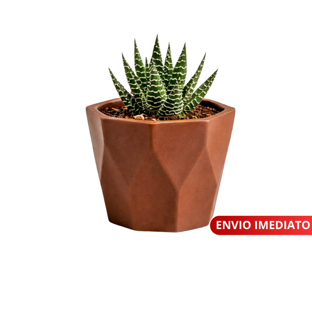 Mini Vasinho cachepot Decorativos para suculentas, Cactus e Plantas Artificiais em Oferta na Shopee
