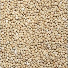 painço a granel 3kg e 5 kg DIRETO DO PRODUTOR