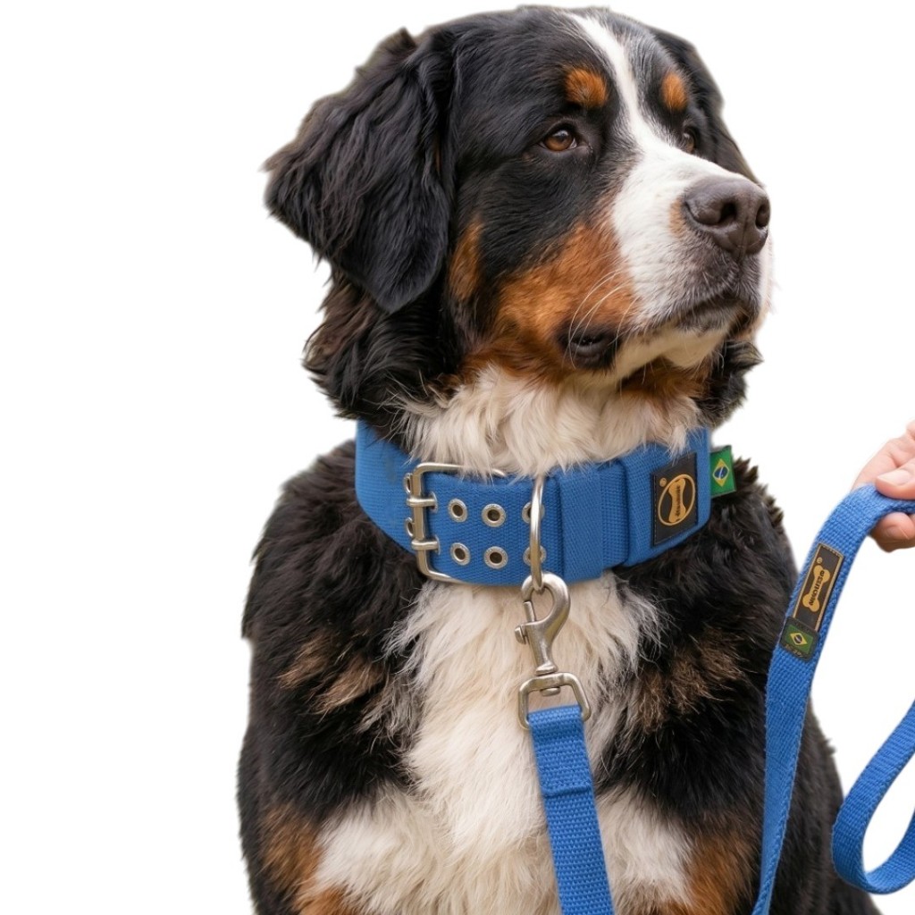 Coleira Azul 2 Furos Guia 80cm Unificada Cachorro Bernese Mountain Dog Cão Amorosso Resistente
