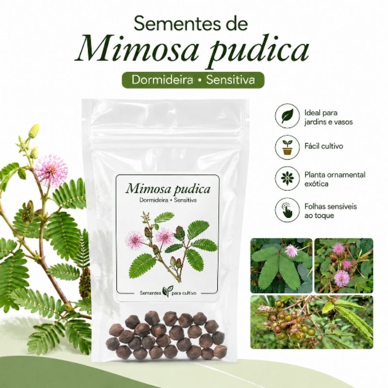 Sementes Mimosa pudica - dormideira - sensitiva