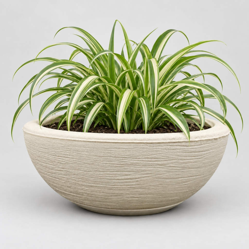 Vaso de Planta Bacia Com Prato (34x13) Polietileno Decorativo Rosa do Deserto Orquidea