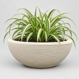 Vaso de Planta Bacia Com Prato (34x13) Polietileno Decorativo Rosa do Deserto Orquidea