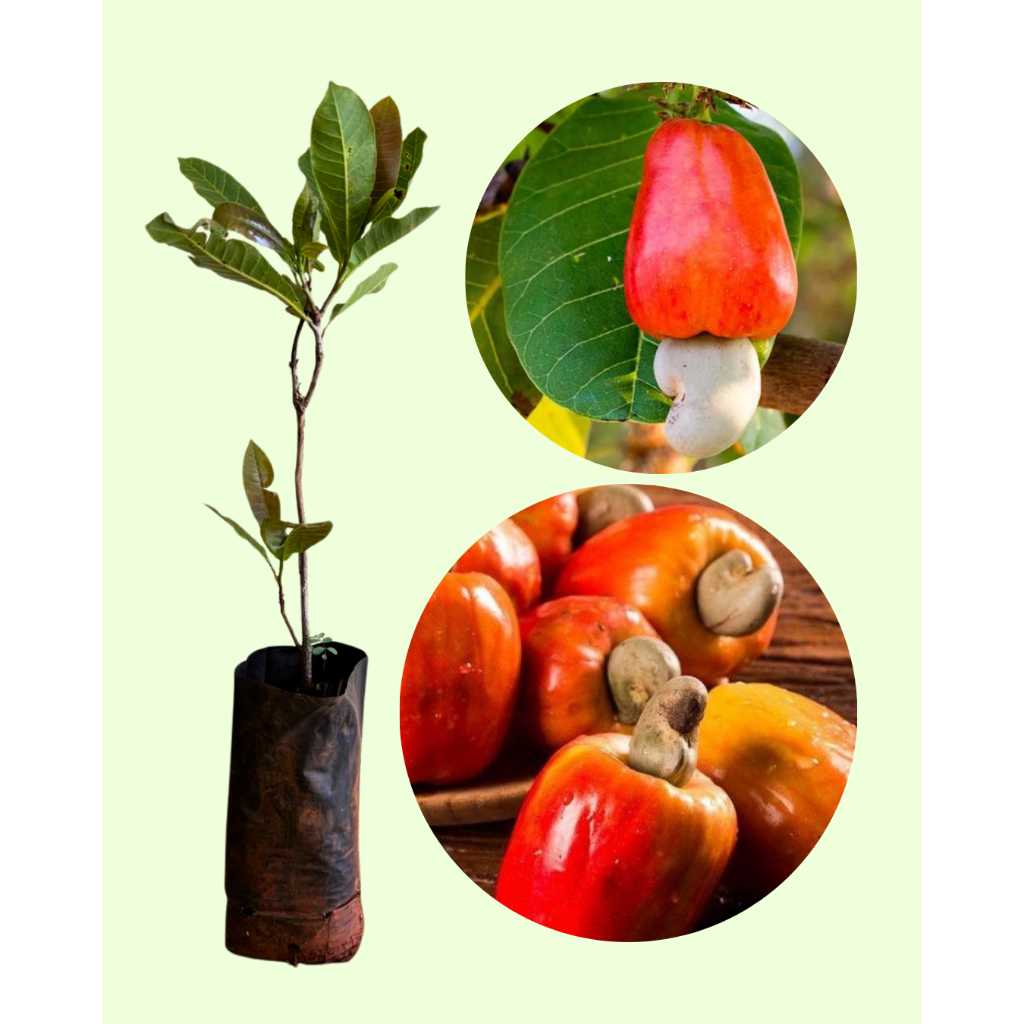 mud@ de cajueiro - caju