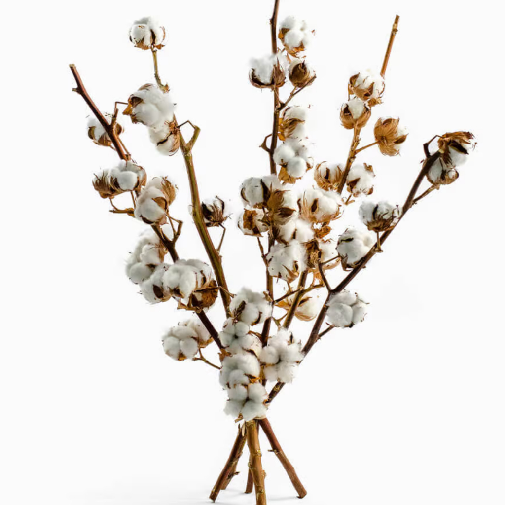 Kit 6 Hastes de Flor de Algodão Natural Desidratado para Decoração - Tamanhos Mistos