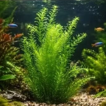 Planta Aquática Eugénia Densa Elódea Low Tech Cuidado Fácil