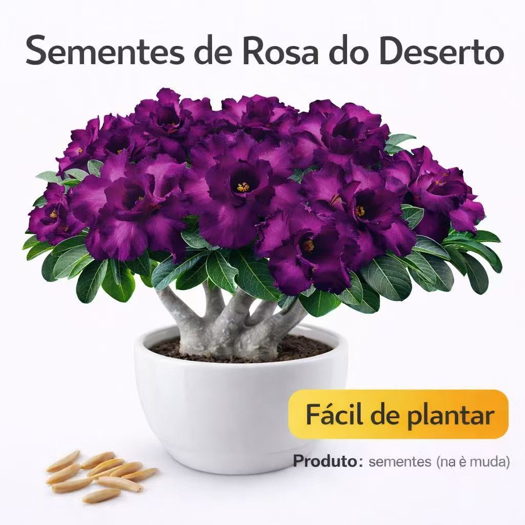 Sementes Rosa do Deserto Adenium Obesum Alta Germinação Flor Colorida Fácil Cultivo