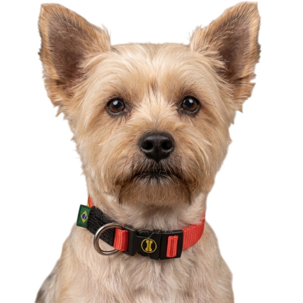 Coleira Little Collar Amorosso Cachorro Yorkshire Terrier Pug Poodle Toy Passeio Cão