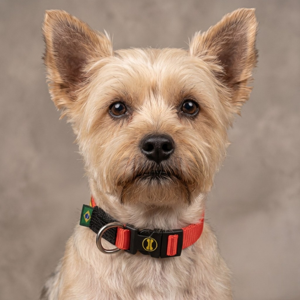 Little Collar Coleira Laranja Cachorro Yorkshire Terrier Poodle Toy Jack Russel Pug Cão Amorosso