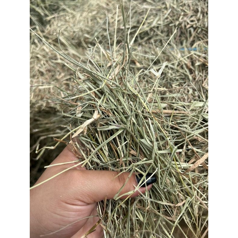 1Kg - FENO TIFTON85 PARA COELHOS, PORQUINHOS DA INDIA E ROEDORES