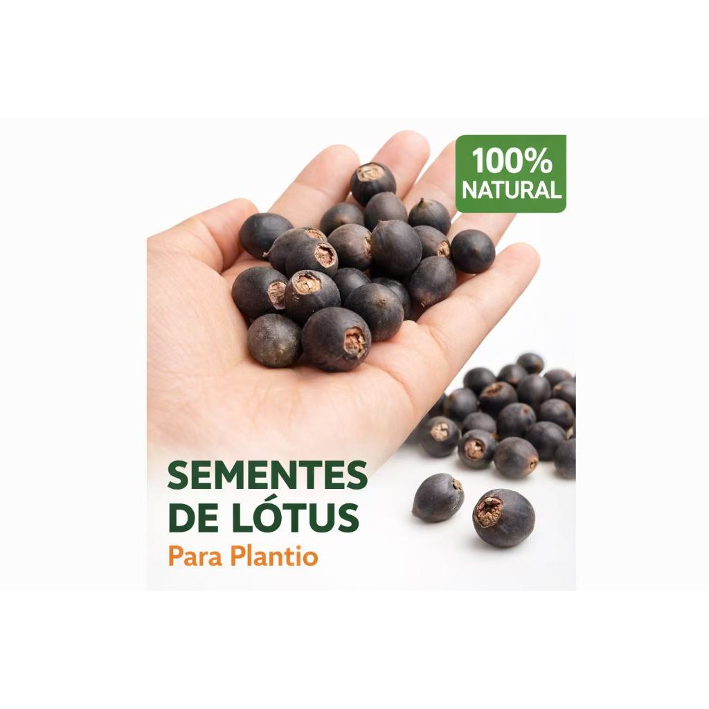 Sementes de Lótus para Plantio Flor Aquática Jardim Lago