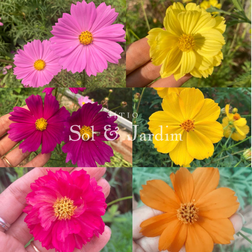 Mix de Sementes de Cosmos - 6 cores em Oferta na Shopee