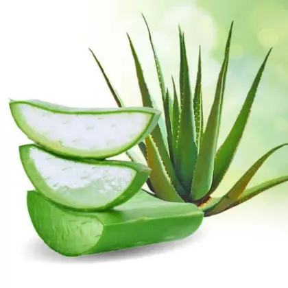 Babosa Natural Fresca Aloe Vera Folhas Grandes Com Muito Gel  Direto Do Produtor em Oferta na Shopee