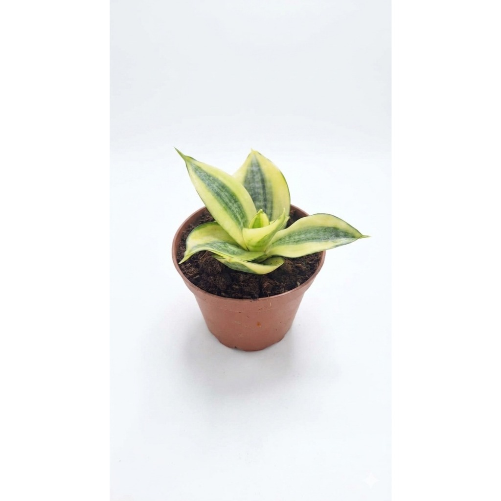 Mini Espada de São Jorge Golden Hahnii , Planta Variegata em Vaso