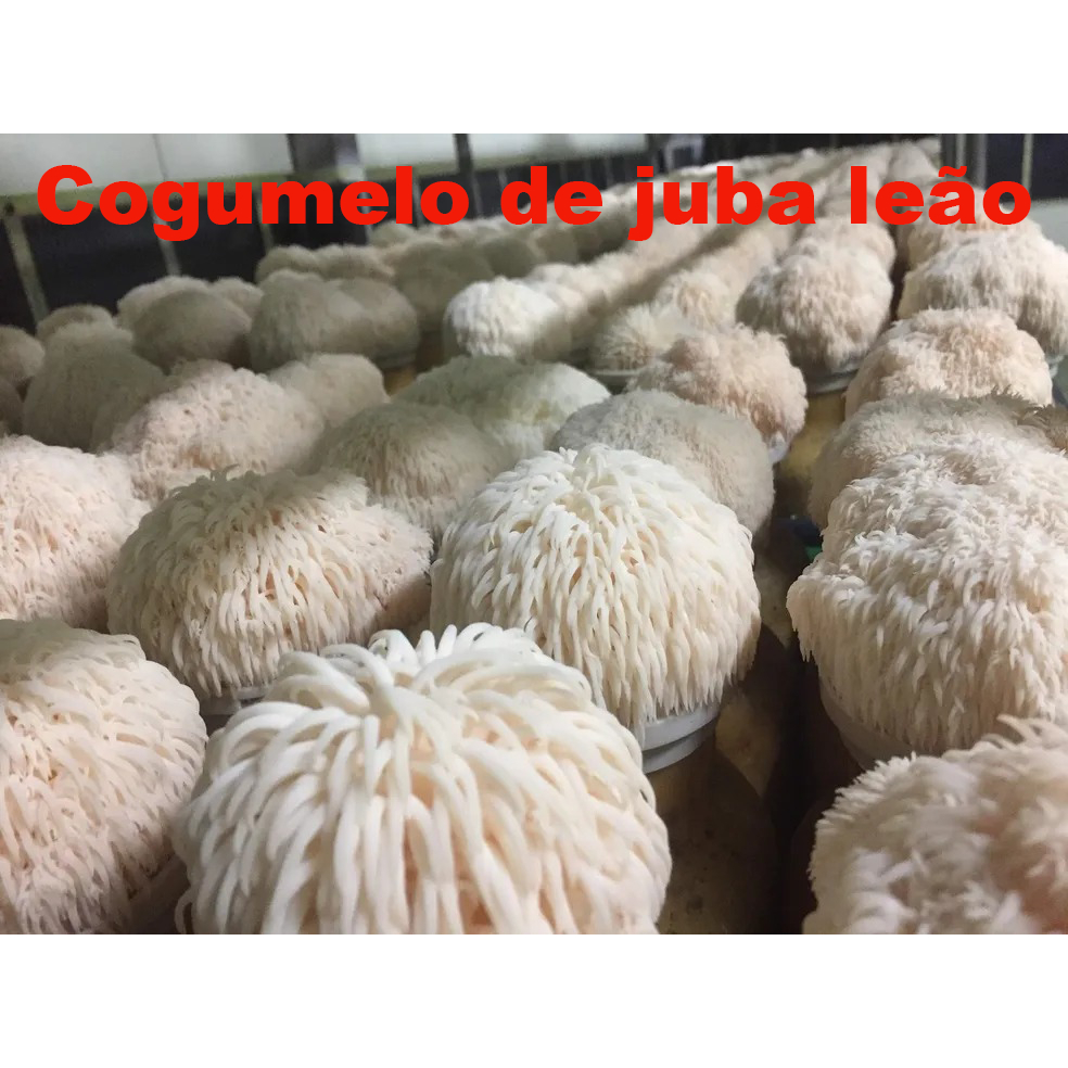 Estrato liquido COGUMELO-JUBA-DE-LEAO 1 frasco 30ml