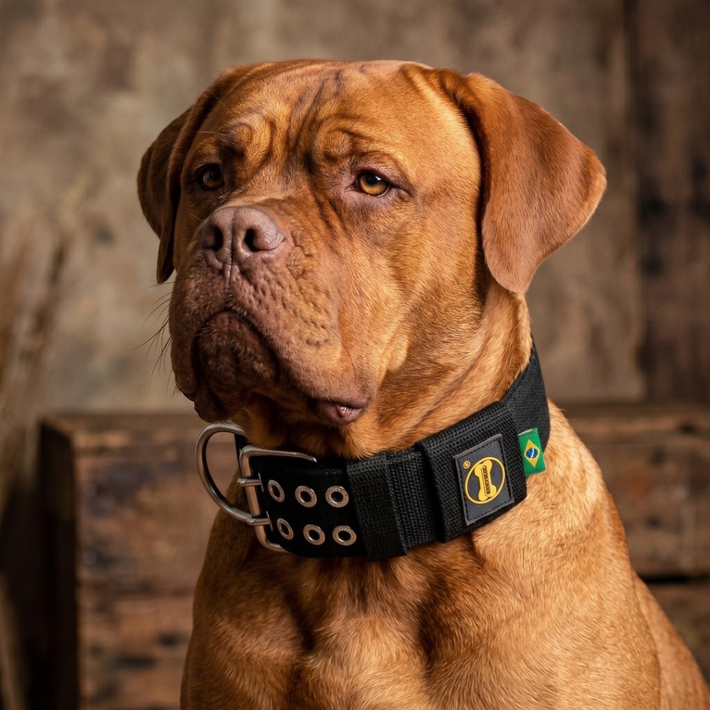 Coleira Dogue Bordeaux Cachorro Preto Pitbull Dobermann Mastim Rottweiler Poodle Gigante Cane Corso