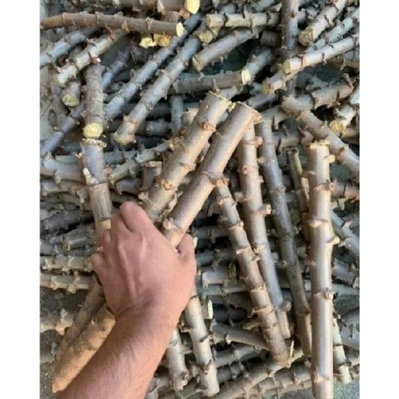kit 100 Ramas mudas de mandioca macaxeira brancas