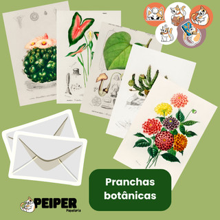 Cartão Postal Decorativo Flores Plantas e Prancha Botânica Ilustrações Científica Com Envelope Reciclato e Lacre Adesivo
