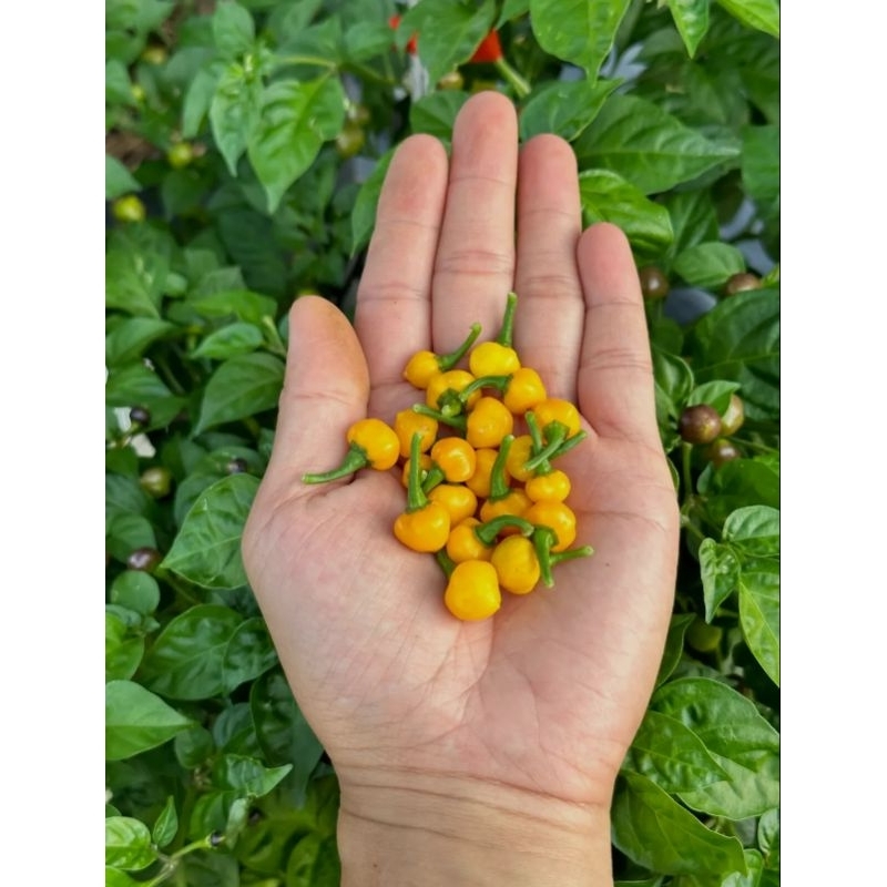 Sementes de Pimenta Bode Amarela 50 unidades