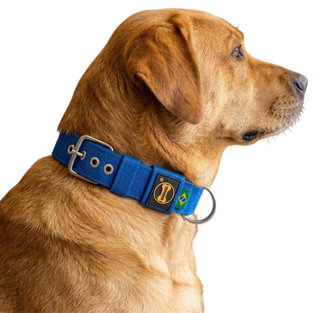 Coleira Fit Azul Golden Retriever Cachorro Grande 40mm Amorosso Pitbull  Pastor Alemão Bullmastiff