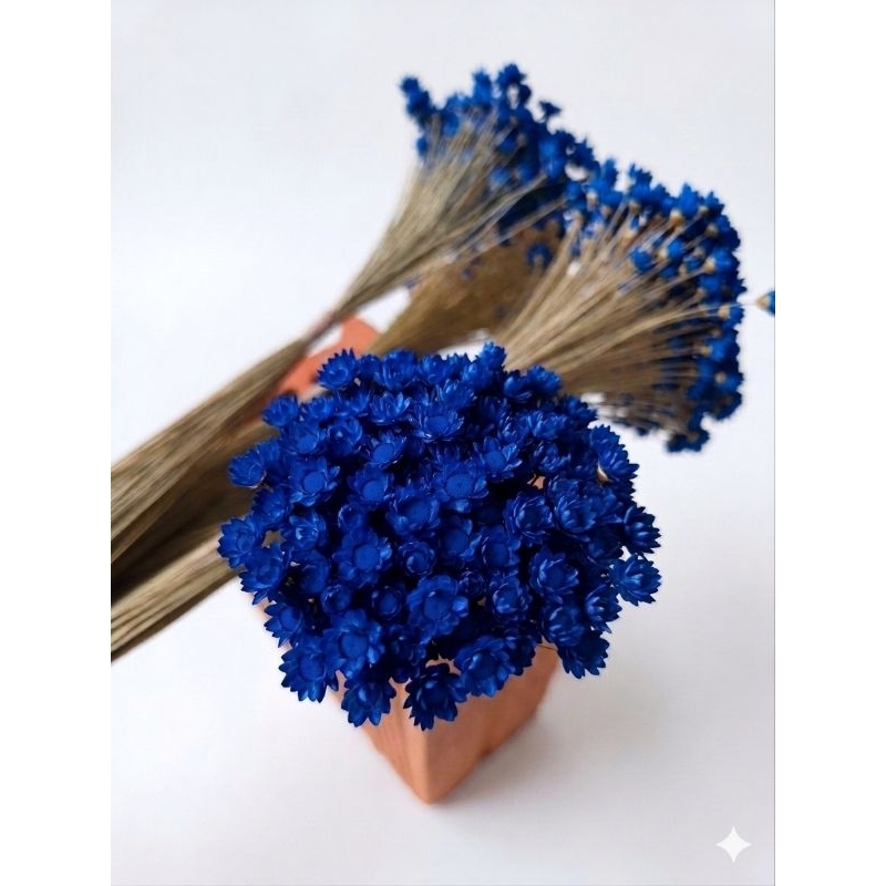 Sempre Viva Florzinha Azul escuro/ Kit com até 1.200 Flores Qualidade Premium