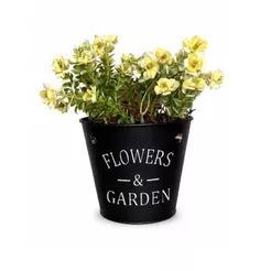 Arranjo Flor Nemesia Decoração Vaso Cachepô Flowers Garden