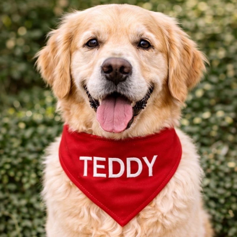 bandana pet personalizada com o nome do pet bordado para pet shop, banho e tosa, cachorro