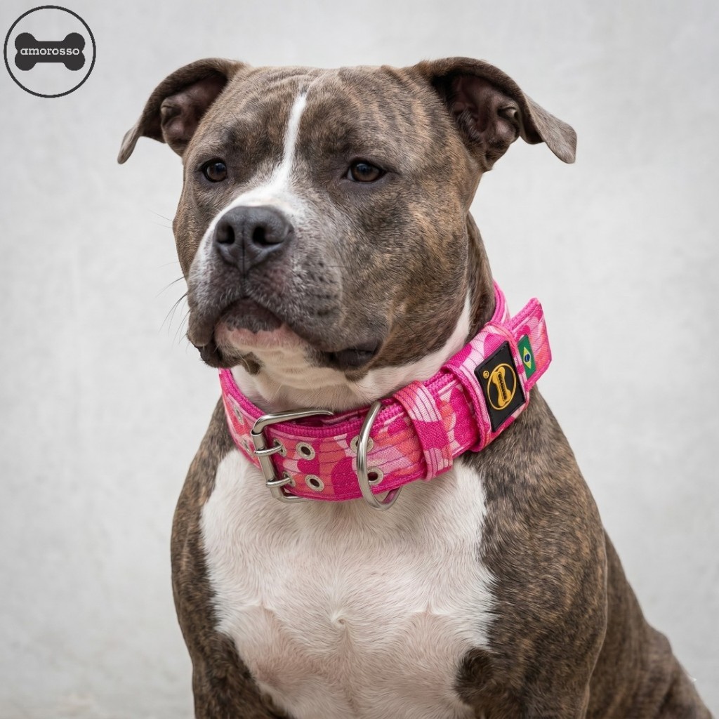 Camuflada Coleira Rosa 50mm Cachorro Pitbull American Bully Labrador Dobermann Grande Porte Durável