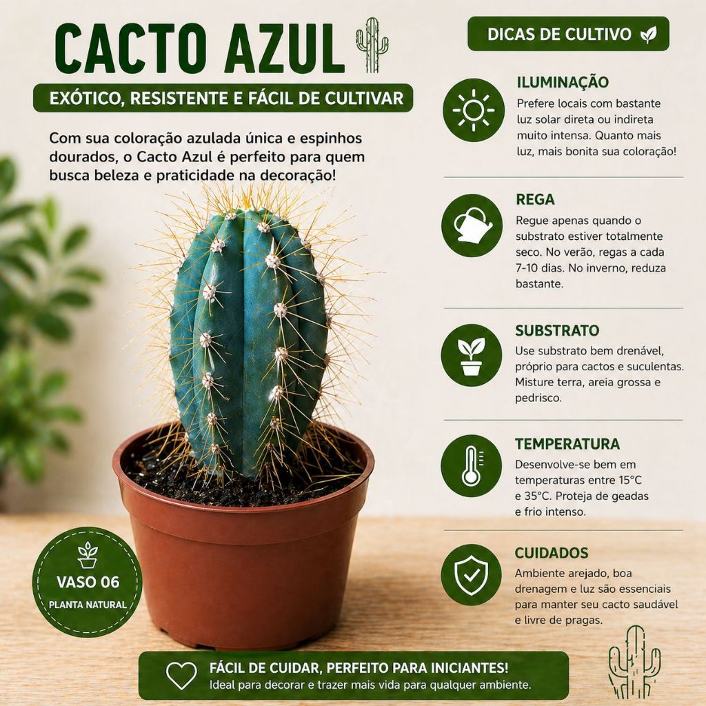 MUDA DE CACTO AZUL PILOSOCEREUS AZUREUS PLANTADA POTE 06 SAUDAVÉL FACIL CULTIVO PLANTE DE COLEÇÃO