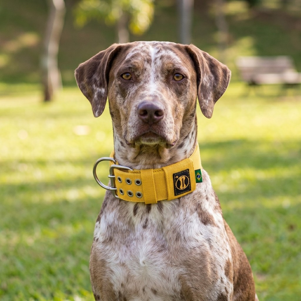 Coleira Amarela Tradicional Cachorro Catahoula Leopard Dog Pitbull Terrier Dobermann Dogo Argentino