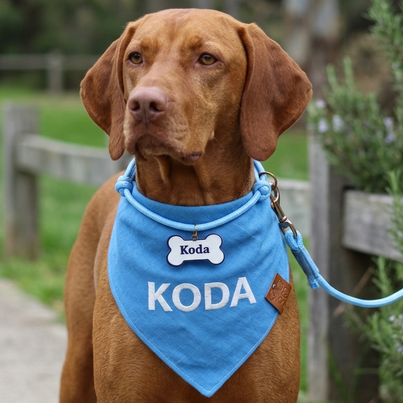 Bandana e colar pet personalizado com nome - Varias cores e tamanhos