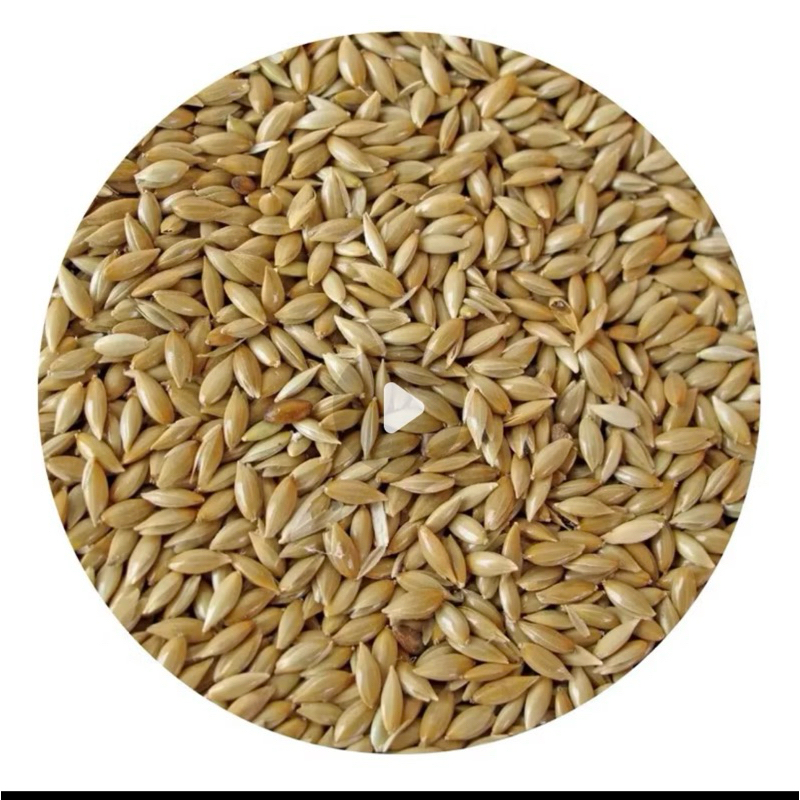 Alpiste Semente 1kg Premium Pássaros Mistura Alimento