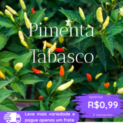 Sementes de Pimenta Tabasco | Capsicum frutescens | Apenas R$ 0,99