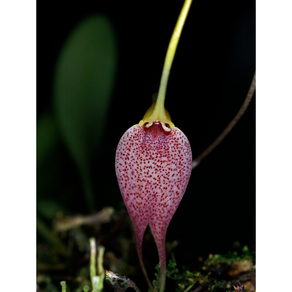 Orquidea Masdevalia Naranjapatae