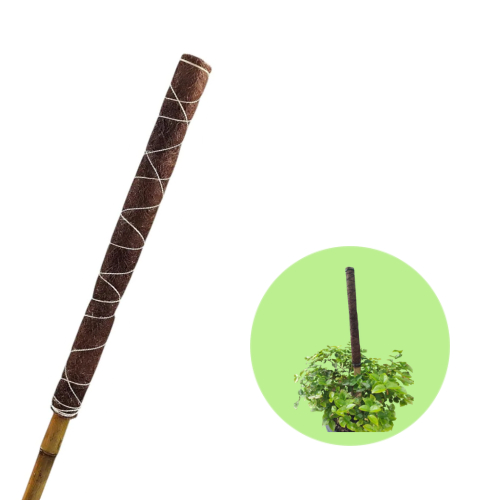 Suporte Tutor De Bambu 80cm | Suporte Tutor Para Plantas Trepadeiras em Oferta na Shopee