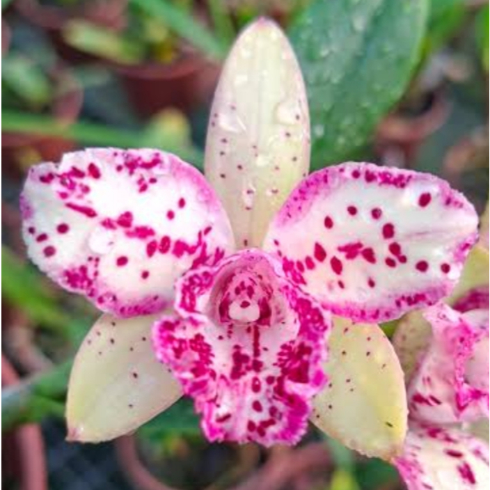 Orquídea Waikiki Pointer para coleção na madeira rústica