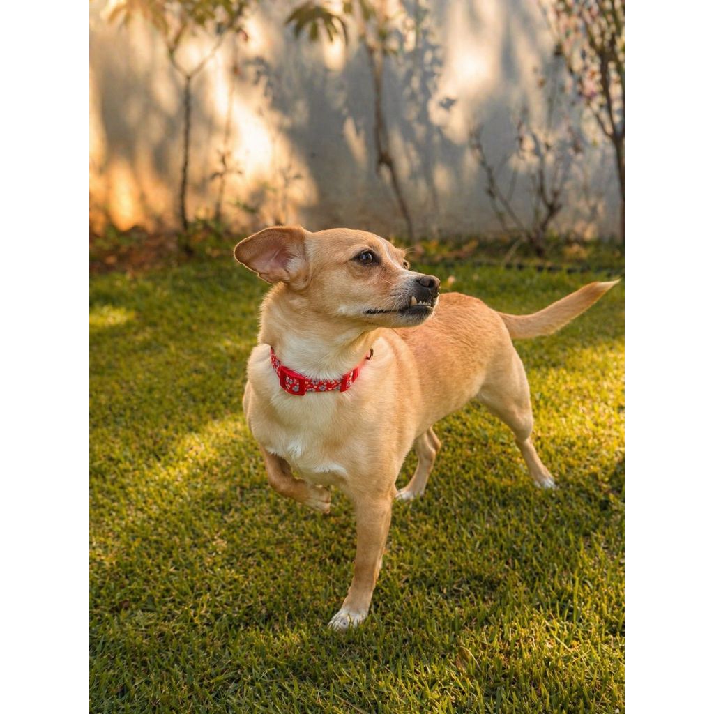 Coleira Para Cachorro Pequeno e Médio Regulável Várias Cores Premium Pet Luxo Passeios Cães