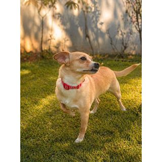 Coleira Para Cachorro Pequeno e Médio Regulável Várias Cores Premium Pet Luxo Passeios Cã…