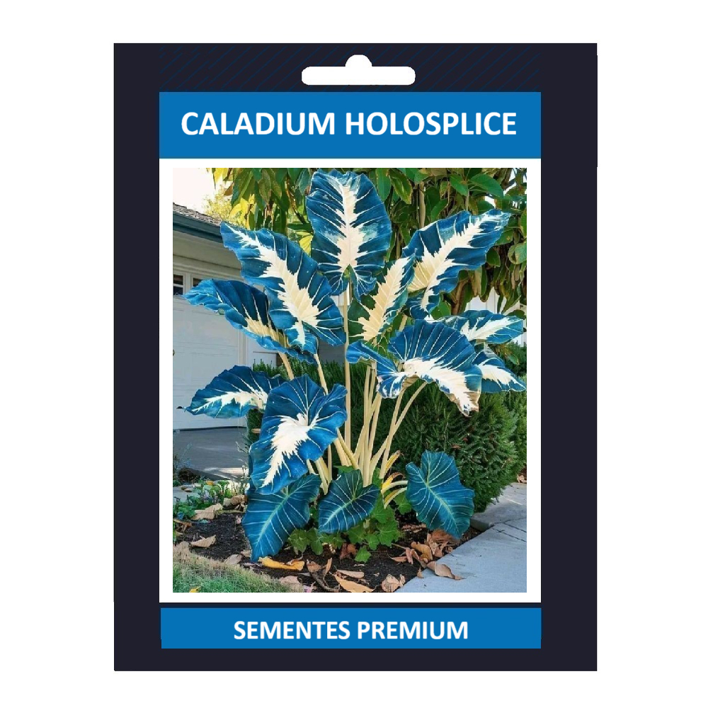 OPORTUNIDADE Caladium HoloSplice 100 sementes com manual de cultivo Premium OPORTUNIDADE T5 T5