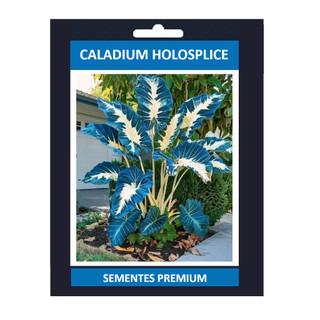 OPORTUNIDADE Caladium HoloSplice 100 sementes com manual de cultivo Premium OPORTUNIDADE T5 T5