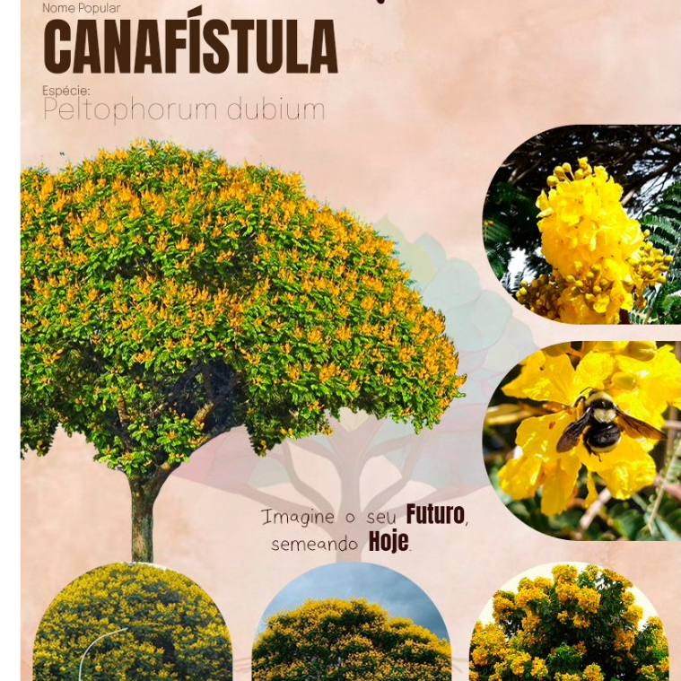 Coleção Verão Sementes Mudas Pau de Rosa Flamboyant Amarelo Vermelho Louro Pardo Mutambo Canasfitula — imagem 2 de 2