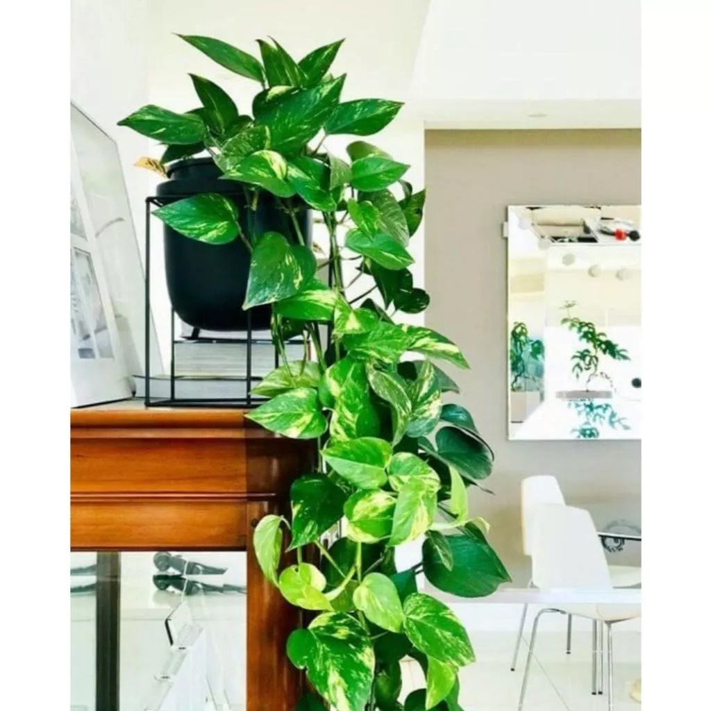 Arranjo de Planta Artificial 2 Pendentes + Vaso Preto Luxuoso