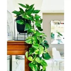 Arranjo de Planta Artificial 2 Pendentes + Vaso Preto Luxuoso