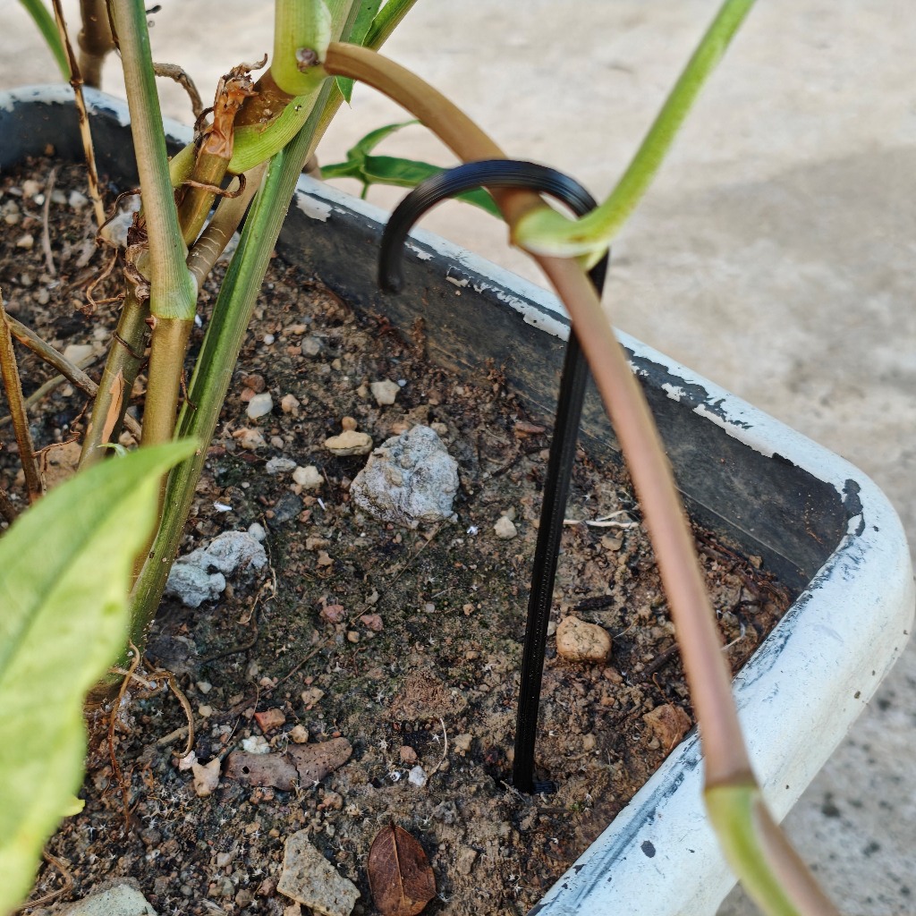 Estacas, Ganchos para Plantas e Galhos - LST Budclip - Treinamento de Baixo Estresse