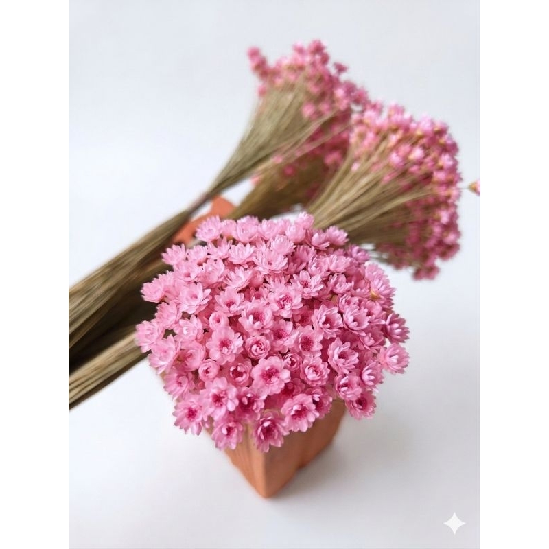 Sempre Viva na cor Rosê I Kits com 1500 / 300 / 150 Flores secas Premium