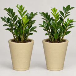 Kit 2 Vasos para Planta Decorativo Cone Redondo Escovado N°1 Luxo Moderno com Prato