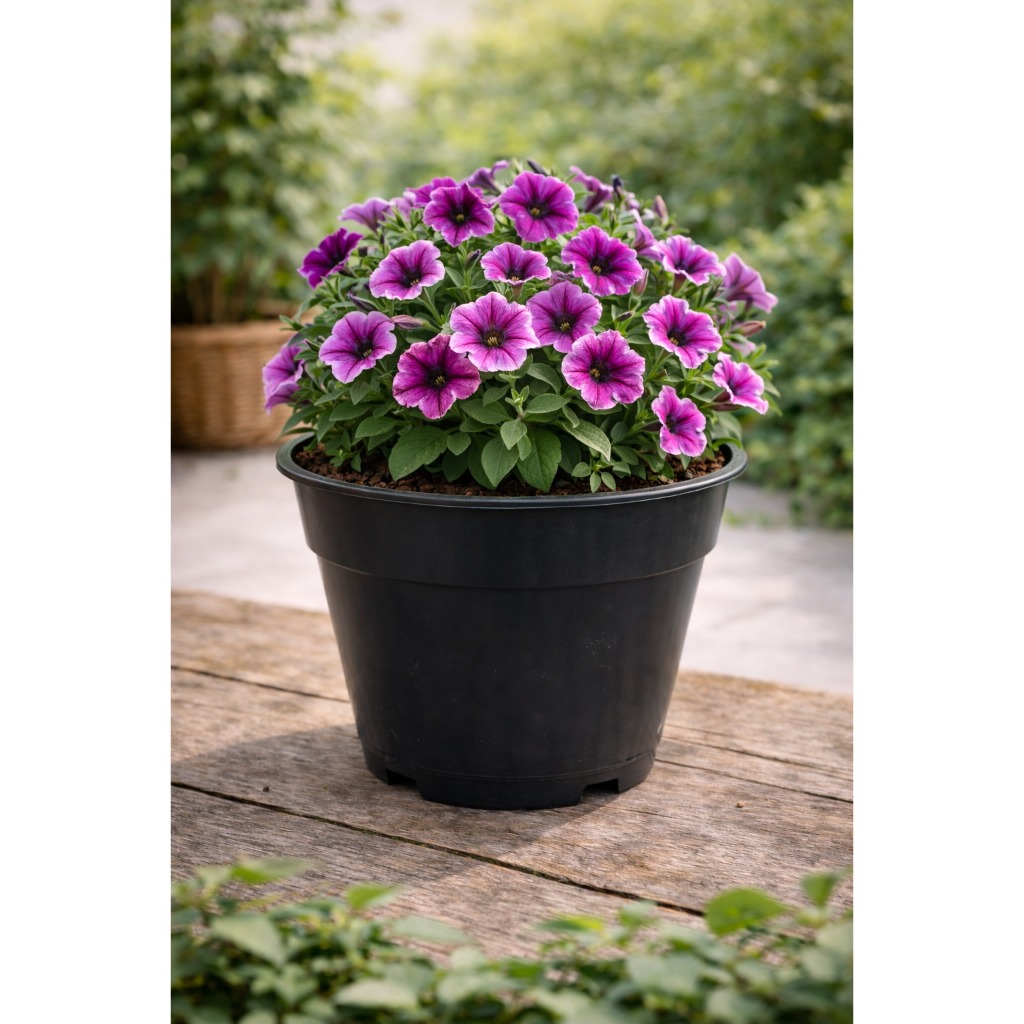 10 Vasos Redondo Pote 19 Com Prato Para Plantas Cultivar Flores Jardim em Oferta na Shopee