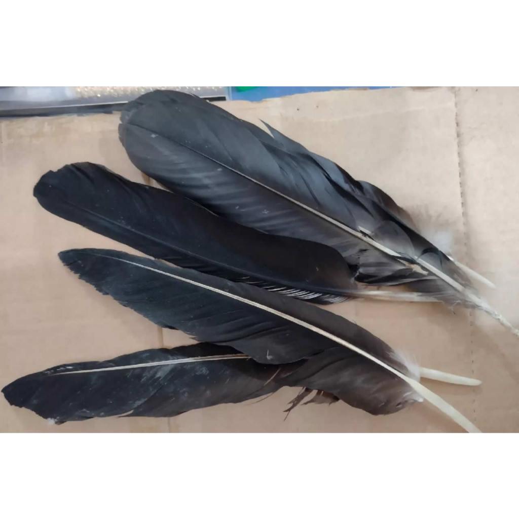 Kit 7 Penas de Urubu Candomblé Umbanda quebrar feitiço, Pena Igun Abutre Akalamabo para quebrar demanda mau olhado ingu